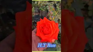 Most popular Rose category #plantinfo #htrose