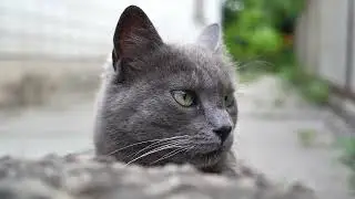 Hilarious Cat Antics Boqolow Tv