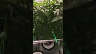Glitterbomb & Blockberry RDWC 💚 #hydroponics #rdwc #cannabiseducation