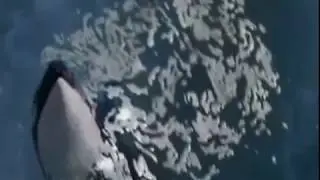 ORCA / the Killer whale soundtrack (reprise)