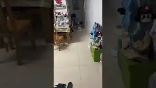 Funny cats #catsmeme #cats #cat #day #thebest #catmemes #video #videoshort #catsshorts