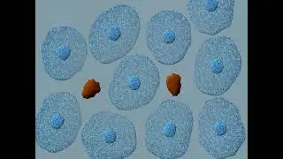 Radiation Safety Video