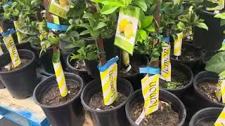 Costco's Citrus Fruit Tree Bonanza! Get Yours Now for a Burst of Freshness ! Hurry and grab yours !