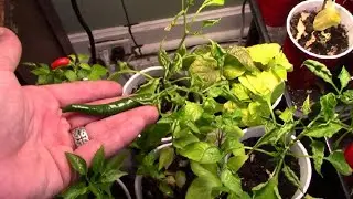 Pre-Season Peppers to Harvest??!!