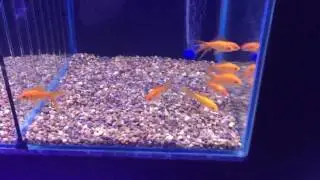 Bare bottom tanks verse substrate