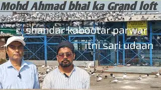 Mohd Ahmad bhai ka Grand loft ! shandar kabootar parwar..or itni sari udaan #pigeon #kabootar 