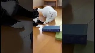 Cat plays DOMINOES    with books! 📚💥 Wake up cal
