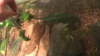 Hand feeding musk turtle