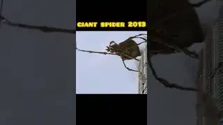 Giant Spider Of Evolution #Short #Evolution