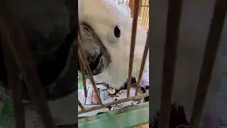厚紙ちぎりを見て欲しいタイハクオウム【渋川動物公園】タイハク三兄妹キョッポちゃん #cockatoo #shorts #鳥