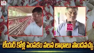 లేయర్ కోళ్ల పెంపకం వలన లాభాలు పొందవచ్చు  | Raitheraju | CVR News