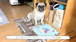 [Pug] Introducing our new dry food!!