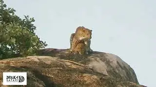 Dinuka Safari Leopard 🐆 mating moment Yala National park🌿  book now+94741003585 www.dinukasafari.com
