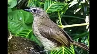 White browed Bulbul &zwj;| බැමසුදු කොණ්ඩයා #birds #birdsbathing #srilanka #nature