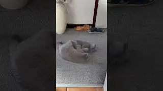 ❤️❤️ morning playing ❤️❤️ Priscilla ana Amber❤️❤️