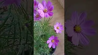 Pink Cosmos