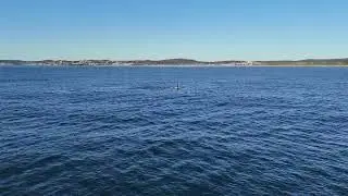Whale watching Raw Oct 12 2025
