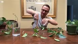How to Make Pothos More Bushy and Full (or any other plant!)