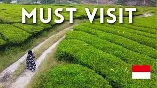 This INDONESIAN Tea Plantation 🇮🇩 is GORGEOUS 😍