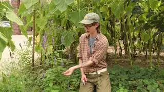 How to Harvest Anise Hyssop