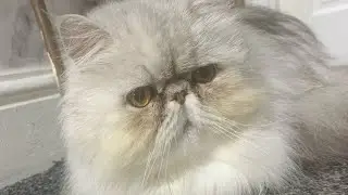 #PersianCat#AttitudeCat#SassyCat#PersianKitty#CatAttitude#Rasgullah#CatIgnore #FluffyAndFierce