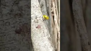 Bamboo Pit Viper moving in the wilds