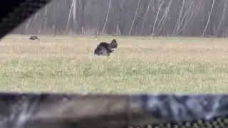 iPhone video of my Ontario turkey hunt 2025.  Fowler&rsquo;s Guide Service