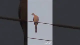Guvva Bird