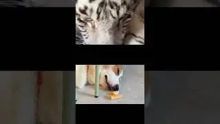 🐱 Kitten Meets a Bird &ndash; Curious Kitty! 🐦 #cat #kitten