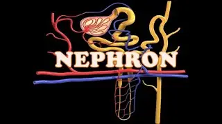 NEPHRON STRUCTURE AND FUNCTION MADE EASY - TAMIL || PARTS , FUNCTION, RENAL BLOOD FLOW