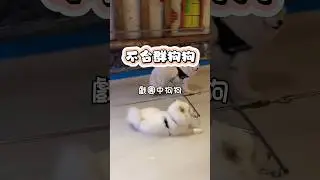 混口飯吃的狗狗#流浪狗狗 #搞笑 #funny #勾樂
