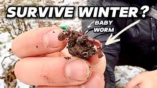 Where Do Worms Go In The Winter?