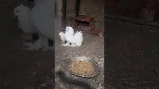 Cute two white lakka//#pigeon #kabootar #lakka#ytshort #viral #like  and subscribe