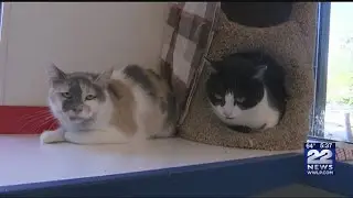Dozens show up to adopt cat for $5 at Dakin Humane Society