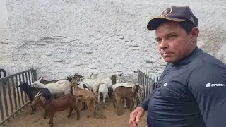FEIRA DE ANIMAIS DE BSM-PB 27/12/2025