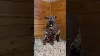 Funny sheep #funnyvideo #funny #pet #fyp #funnysheep #sheep #sheeps #usa_tiktok