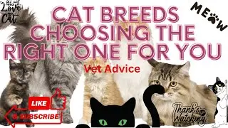 Understanding Cat Breeds Choosing the Right One for You - Vet Advice