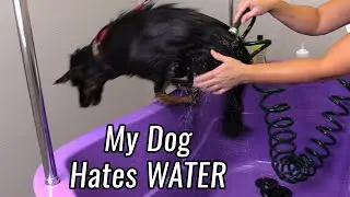 Nervous Dog Gets Bath And Almost Jumps Out #Dogbathing #Doggroomer