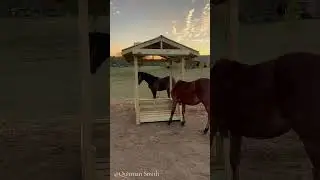 Custom Hay feeder for Johnathan Abram owner of Reigns Ranch 🐎 #horses