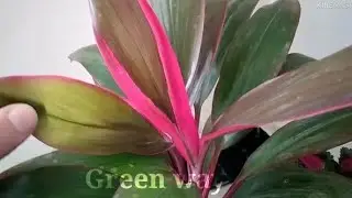 نبات الزينة كوردالين Cordyline Fruticosa