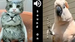 Cute Pets And Funny Animals Compilation 11 -  cute animals