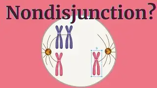 How Nondisjunction Messes Up Chromosome Transmission. Master AP Bio!