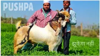 Kota Jungle Goat Series Part 3 - Pushpa Bakra at Memon Goat Farm