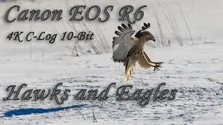 Canon EOS R6 Video 4K C-Log 10-Bit | Hawks and Eagles Wildlife