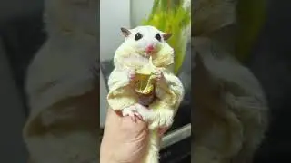 Fatty eats a silkworm pupa with cheese today...