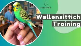 Wellensittich-Training 🦜So kommen Wellis auf die Hand & lernen Tricks
