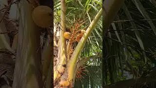 #fruitgrafting #fruiting #tree #cleftgrafting #bonsai #graft #gardening #grafting #gardern #nature