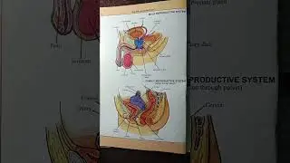 Male and Female reproduction system(Biology)||Science for all competitive exams