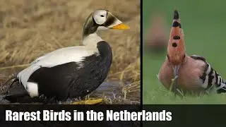 Rarest Birds in the Netherlands week 3, 2025 with Spectacled Eider!