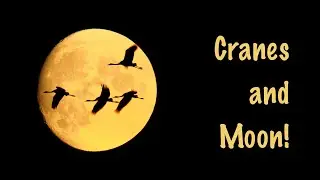 Cranes and Moon | Film Studio Aves